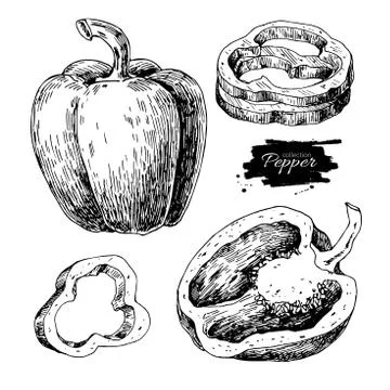 Pepper hand drawn vector set. Vegetable engraved style object, f Stock Illustration
