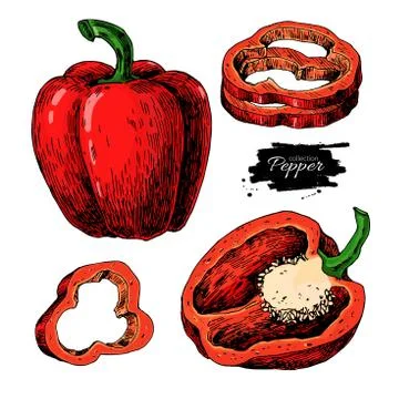 Pepper hand drawn vector set. Vegetable Isolated object: full, half and sli.. Stock Illustration