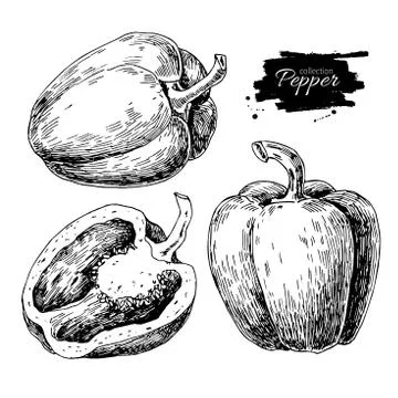 Pepper hand drawn vector set. Vegetable engraved style object, f Illustrazione stock