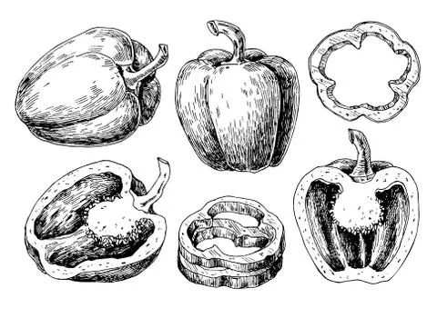 Pepper hand drawn vector set. Vegetable engraved style object, full, half a.. Stock Illustration