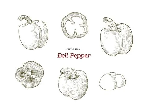 Pepper hand drawn vector set. Stock Illustration