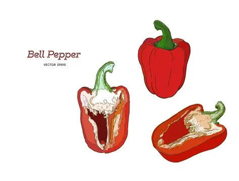 Pepper hand drawn vector set. Stock Illustration