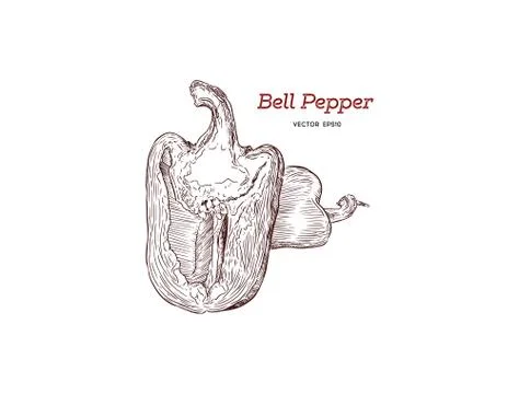 Pepper hand drawn vector set. Stock Illustration