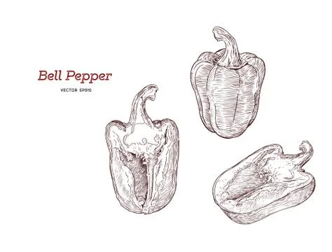 Pepper hand drawn vector set. Stock Illustration