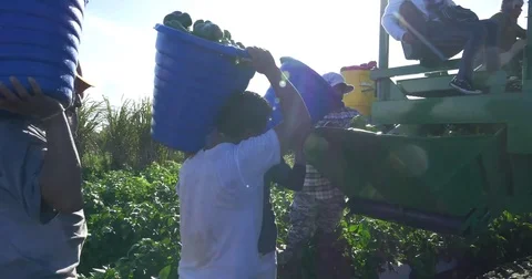 Pepper Harvest Stock Footage 75382751