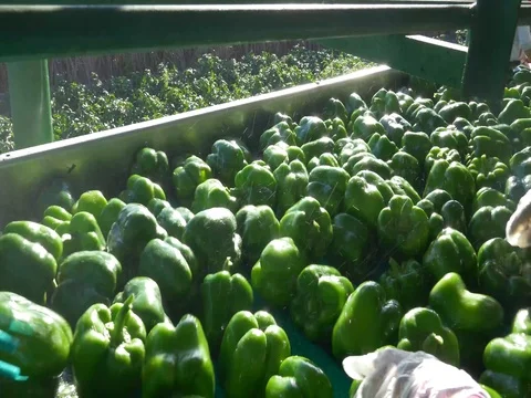 Pepper Harvesting Stock Footage 75382760