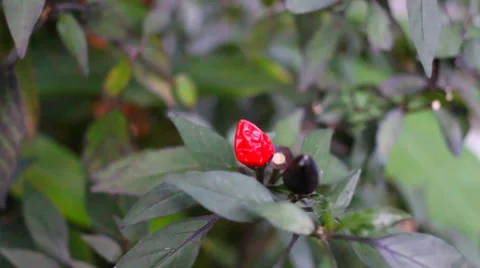 Pepper Herb Plant Stock Footage 36150329