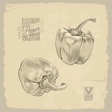 Pepper illustration Stock Illustration