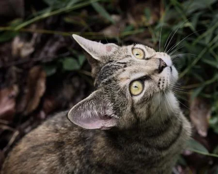 Pepper kitten looking up Stock Photos