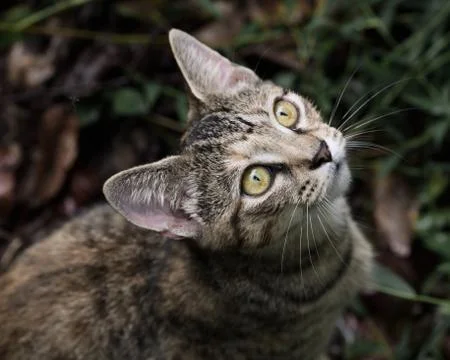Pepper kitten looking up Stock Photos