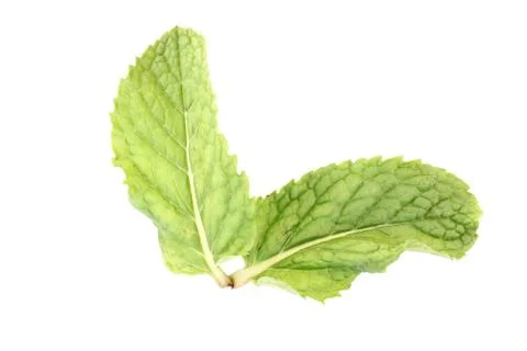 Pepper mint isolated. Foto stock