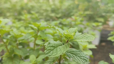 Pepper mint plant in the garden, selective focus on mint leaves Stock Footage 324519265
