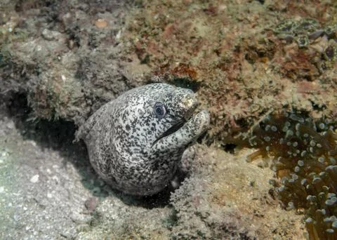 Pepper moray eel fish in the Gulf of Oman Stock Photos