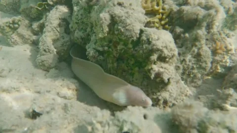  Pepper Moray Eel Moving Across Coral Reef and Exploring Crevices, Marsa Alam, E Stock-Footage 342807255