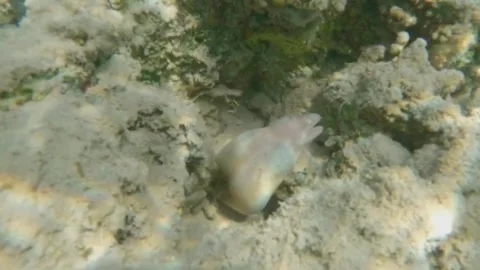 Pepper Moray Eel Moving Across Coral Reef and Exploring Crevices, Marsa Alam, E 動画素材 342807290