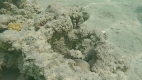  Pepper Moray Eel Moving Across Coral Reef and Exploring Crevices, Marsa Alam, E 動画素材 342807304