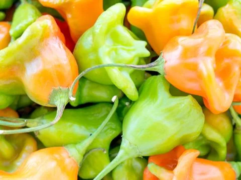 Pepper. Stock Photos