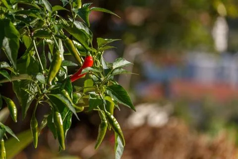 Pepper 스톡 사진