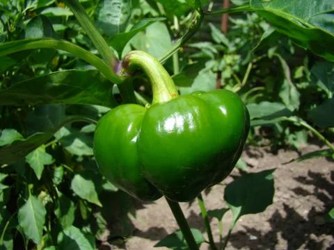 Pepper 스톡 사진