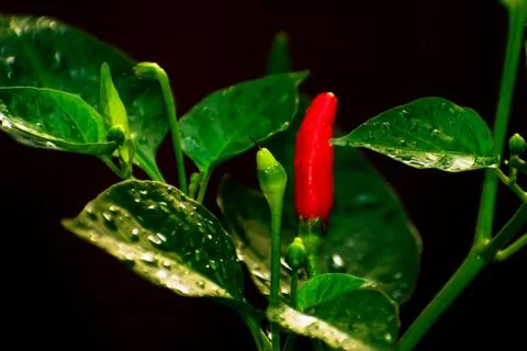 Pepper 库存照片