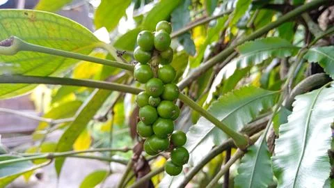 Pepper (piper nigrum) Stock Photos