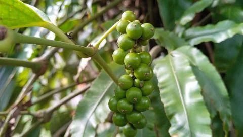 Pepper (piper nigrum) Stock Photos