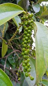 Pepper (piper nigrum) Stock Photos