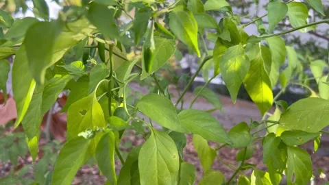 Pepper Plant Stock Footage 288628592