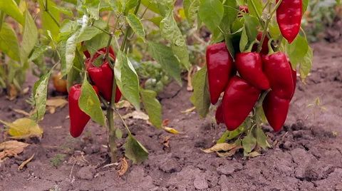 The pepper plant grows in the garden Stock Footage 61216571
