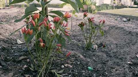 Pepper Plant in a Medium and Close Shot Biologic Stock Footage 145407943