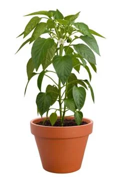 Pepper plant Stock Photos