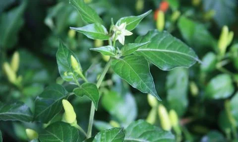 Pepper plant Stock Photos
