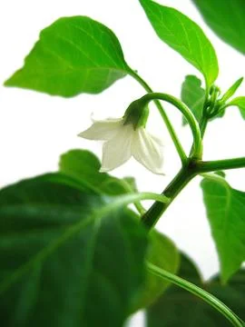 Pepper plant Stock Photos