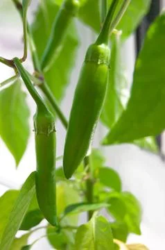 Pepper plant Stock Photos
