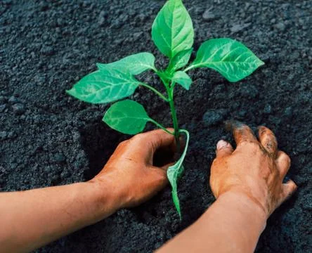 Pepper plant Stock Photos