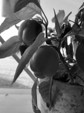 Pepper Plant Stock Photos