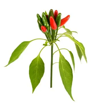 Pepper plant Stock Photos