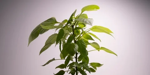 Pepper plant time lapse after watering, leaves moving Stock Footage 116433108