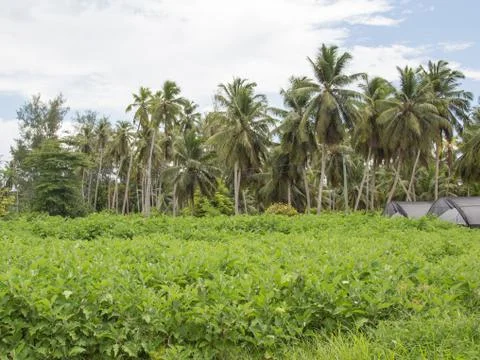 Pepper plantation Foto stock