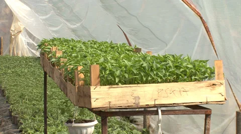 Pepper plants in boxes in a greenhouse Stock-Footage 36977904