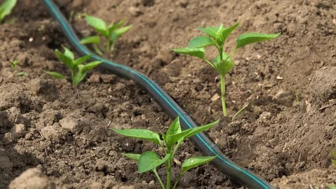 Pepper plants with drip irrigation Video stock 124751342