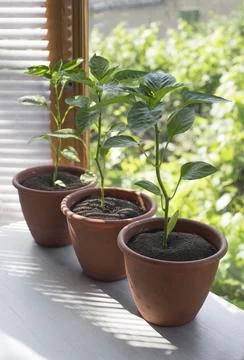 Pepper plants growing in a pot Foto stock