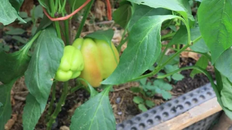 Pepper plants, harvesting scene background in the garden Vídeo Stock 249498483