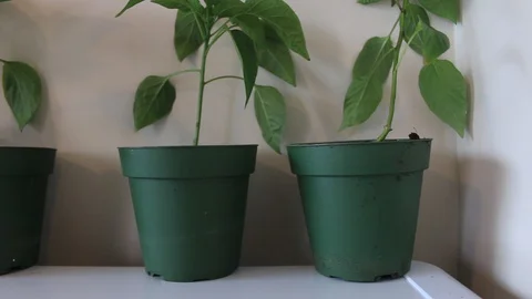 Pepper plants ready to be transplanted outdoors Stock Footage 128535881