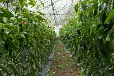 Pepper Plants in Rows Stock Photos