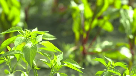 Pepper Plants in the Summer Stock Footage 61712926
