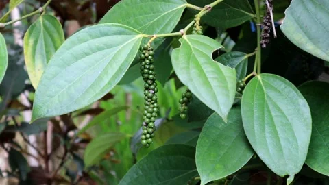 Pepper plants in the yard Stock Footage 237789541