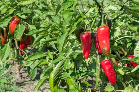 Pepper plat Stock Photos