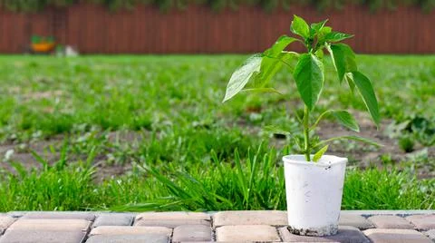 A pepper sapling in a white pot is ready for planting. Organic farming Stock Photos