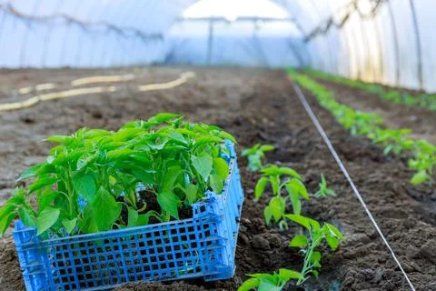 Pepper saplings close-up stand in a box in a greenhouse. Stock Photos
